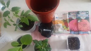 07.04.2026 Рассада развивается отлично. Рассматриваем новые покупки.