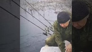 лещи и плотва