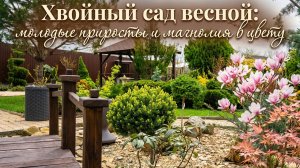 Хвойный сад весной: молодые приросты хвойных и магнолия в цвету!