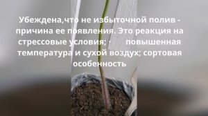 Вот и оэдема пошла у томатов