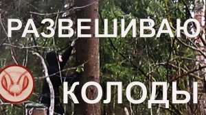 Развешиваю ловушки на рои. Сезон 2026