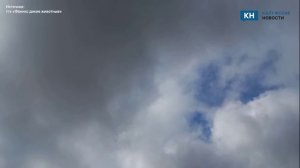 Клин журавлей пролетел над Калужской областью