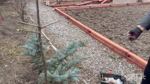 Прививка груши . Весна 2025