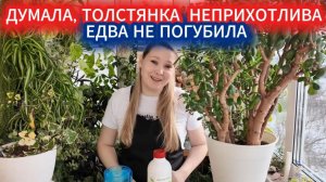 Думала, толстянка неприхотлива - едва не погубила 10 - летние дерево. Исправляю ошибки ухода.