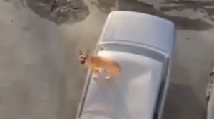 Собака выжила после падения с 5‑го этажа: свердловчанин выбросил питомца на глазах у детей,пьяный