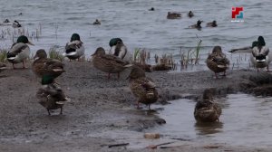 Кызыт кайык грипп шотышто Марий Элыште лӱдыкшӧ уке