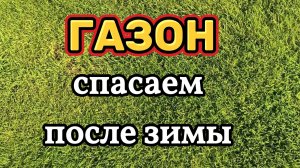 Газон после зимы: что делать сначала, запуск или скарификация
