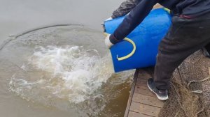 Запуск форели