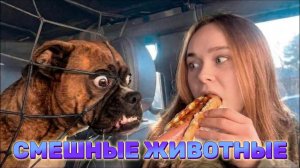 ЖИВОТНЫЕ, КОТОРЫЕ ЗАСТАВЯТ ВАС УЛЫБНУТЬСЯ!