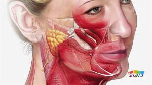 Лицо подтянулось - без ножей и операций. Жить здорово! Фрагмент выпуска от 07.04.2026