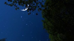 Сверчки и сова под звёздным небом — нежные звуки ночного ветра для глубокого сна и расслабления