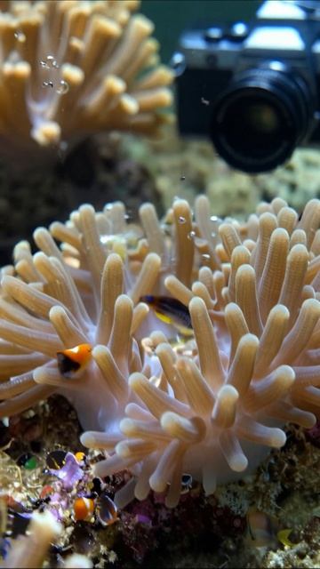 Подводный мир: жизнь кораллов и рыбки #подводныймир #кораллы #рыбы