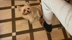 Приехали с дачи. Йорке в семье. У них нет эмоций ? Не верю…