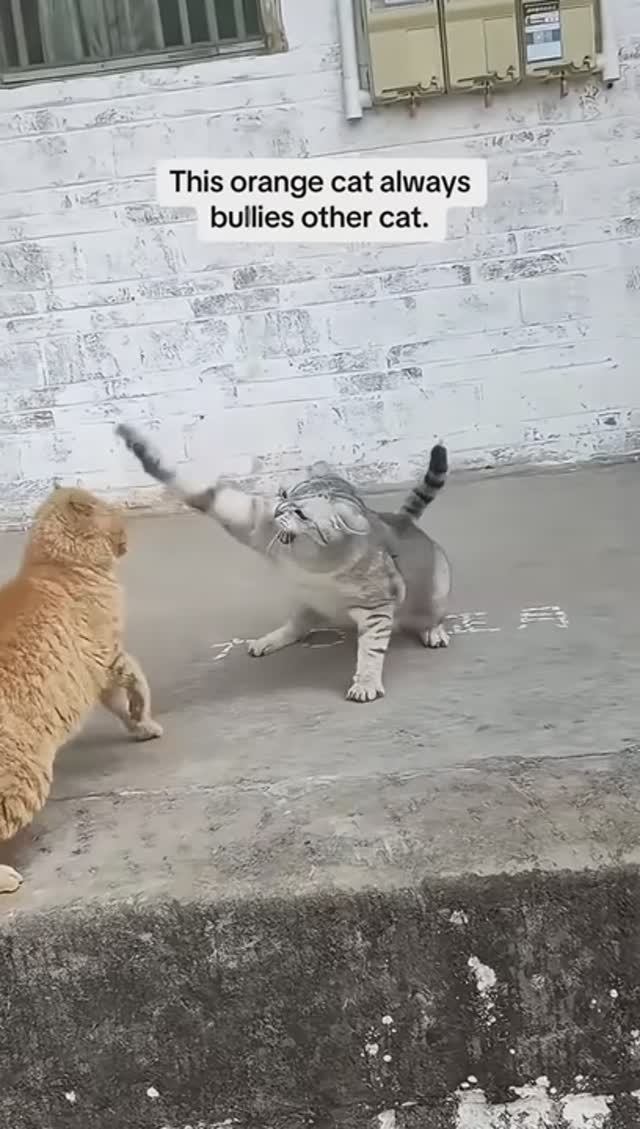 кошки выясняют отношения