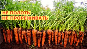 Вырастить МОРКОВЬ как дважды два