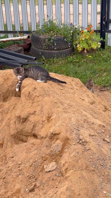 Котята-помощники