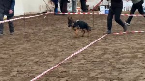 БЕБИ СУКИ / КЧК ВОЛОГДА 4 апреля`26 А.Буйнова Моно немецких овчарок