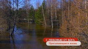 Просыпающаяся жизнь | С любовью от Бога