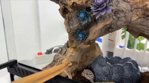 Пятнистый эублефар