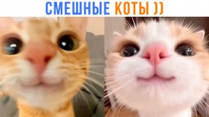 ПРИКОЛЫ С КОТАМИ! Самые смешные коты с озвучкой! Полчаса приколов!