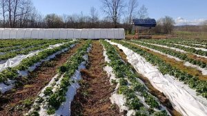 обзор работ на участке у агронома клубничника