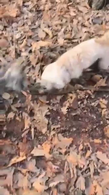 Привет из дома от Ронни