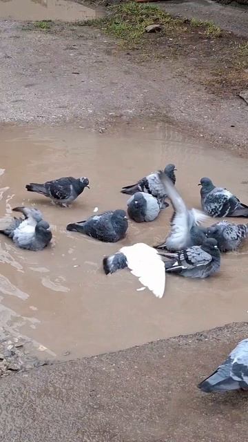 МОЮТСЯ В ЛУЖЕ