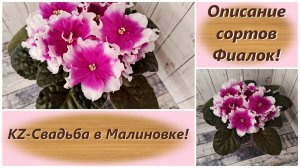 Описание сортов Фиалок! KZ-Свадьба в Малиновке!