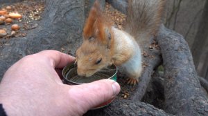 О белке с Глазиком