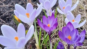 Немного о хвойных, немного о весеннем