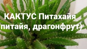 Кактус Питахайя (питайя, драгонфрут) новинка