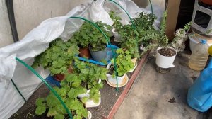 07-04-2026. Пересадила перец, сходила за продуктами .