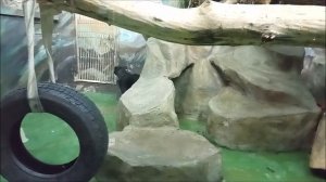 Ягуар Габриэль отдохнул и полез на бревно 02.04.2026