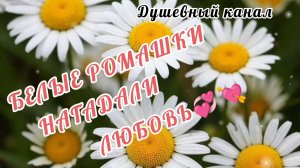 БЕЛЫЕ РОМАШКИ НАГАДАЛИ ЛЮБОВЬ 💏💞💘