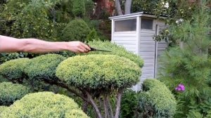 Озеленение Ниваки Блоки Секатор🙌Божественная красота 🕺Руками моего обожаемого мужа🫰