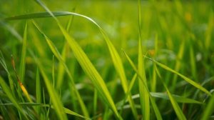 Красивая природа. Звуки природы