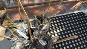 Розы от Макса🌿 новые жители сада🌿