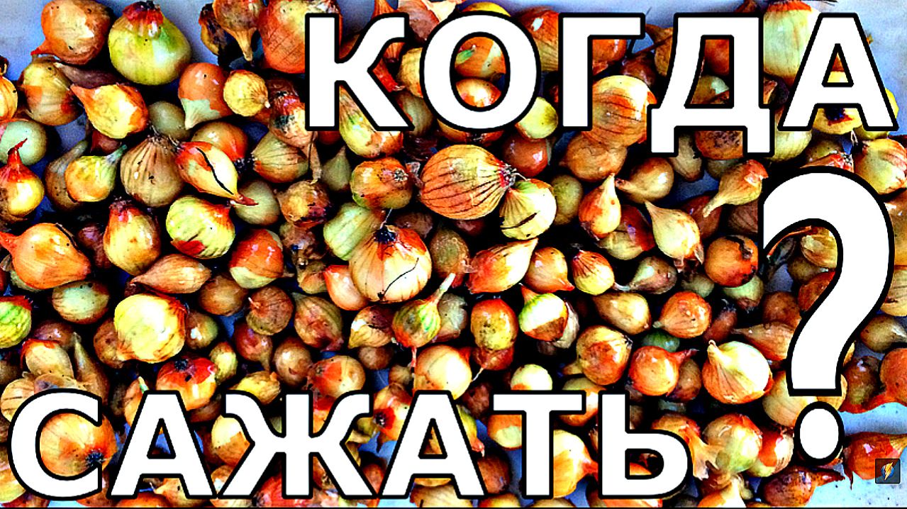 ПОЧЕМУ СЕВОК САЖАЮТ РАНО