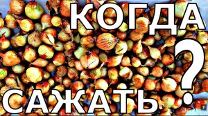 ПОЧЕМУ СЕВОК САЖАЮТ РАНО