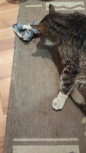 последние сутки прожил в мучениях самый любимый кот тигр