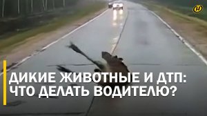 ДИКИЕ ЗВЕРИ НЕПРЕДСКАЗУЕМЫ. Асфальт для них – смертельная ловушка. Есть ли шанс увернуться от ДТП?