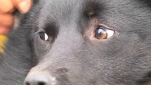 Ищу тебя, хозяин