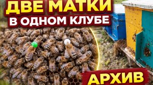 Две матки в одном клубе. Архив
