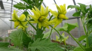 Эти цветы томатов я удалять не буду! Но придется их подкормить. 6.04.2026.