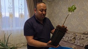 Упаковка и отправка вегетирующего саженца.Кишмиш Арра Ард 35