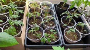 Оэдема на томатах 😭😭😭