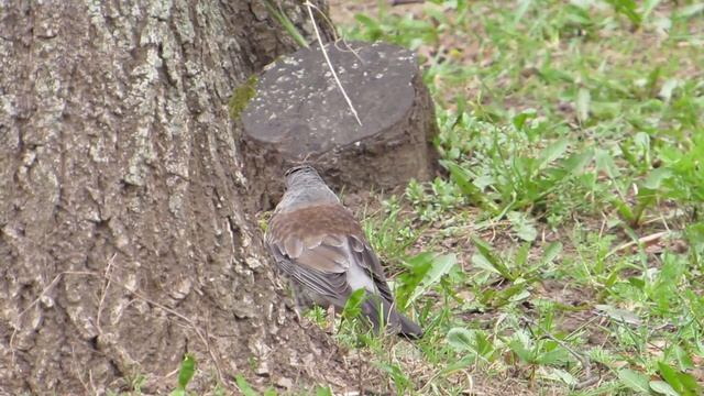 СКВОРЕЦ И ДРОЗД РЯБИННИК ЛОВЯТ ЧЕРВЕЙ