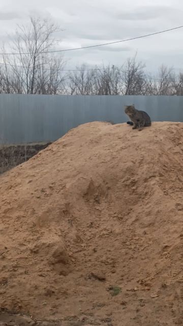 Второй Василий 😎😇👍#рек