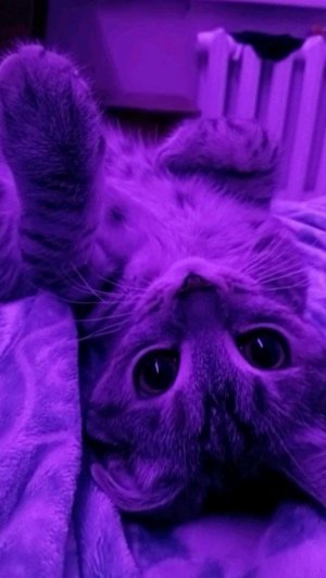 мои монстриксы