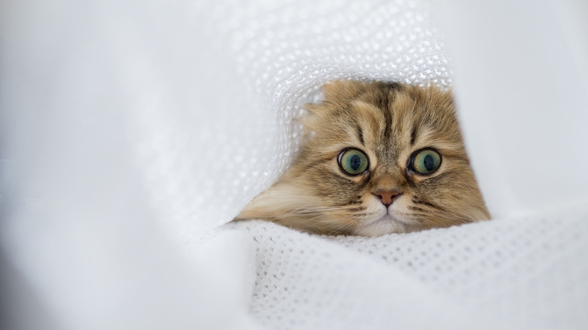 СМЕШНЫЕ КОТИКИ #2